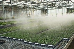 Foliage Farm
